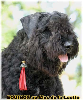  Bouvier des Flandres expositions tous primés